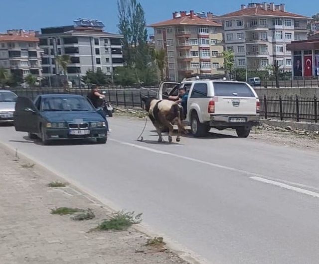 İnebolu'da kurbanlık dana, veterinerin sakinleştirici iğnesiyle yakalandı