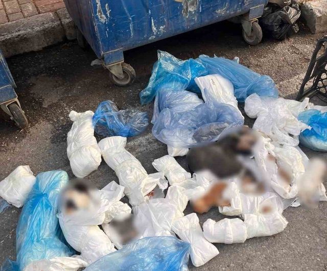 İzmir'de 33 ölü kedinin bulunduğu olayda veteriner tutuklama talebiyle mahkemeye sevk edildi