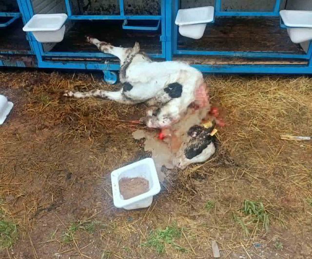 Karapınar'da başıboş köpek saldırısı: 4 aylık buzağı telef oldu