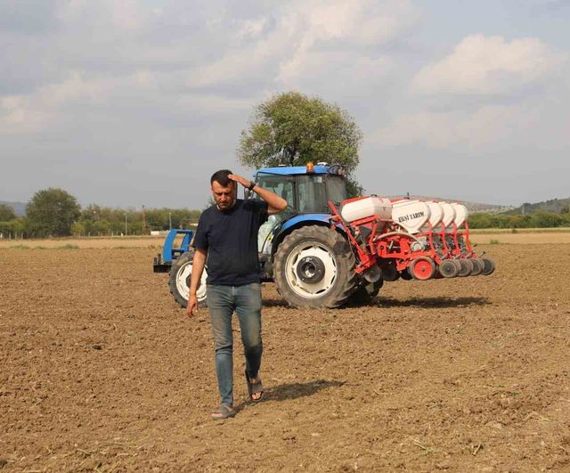 Kozan'da dolu mısır üretimini vurdu; çiftçiler ayçiçeğine yöneldi