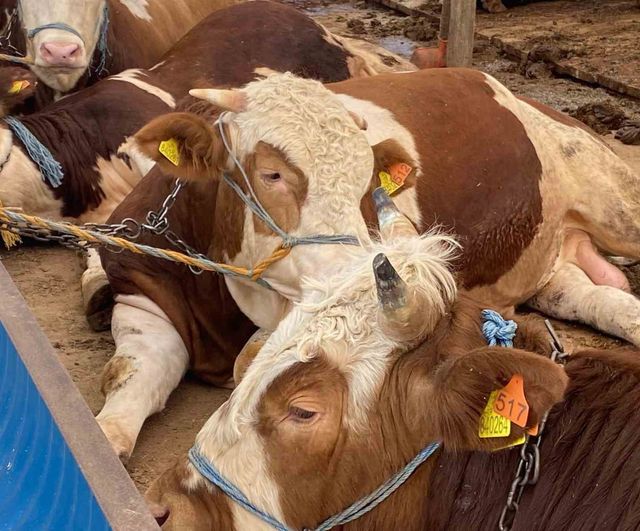 Kurbanlıkta küpe, yaş ve sağlık uyarısı: Bostancı'dan satın alma ve belge uyarıları