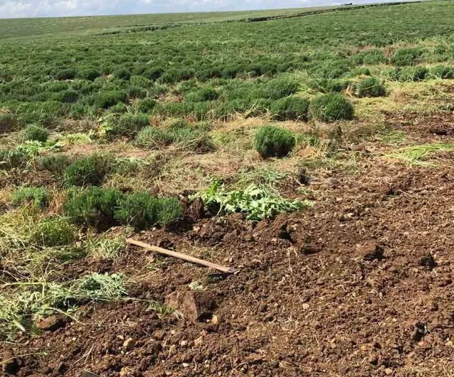 Lalapaşa’da kıraç araziler lavanta tarlasına dönüştü: Kadın kooperatifinin üretim hamlesi
