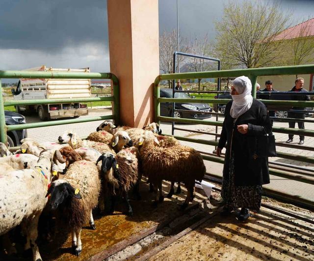 Muş'ta kırsalda yaşayan kadın üreticilere 3 bin küçükbaş hayvan desteği başlıyor