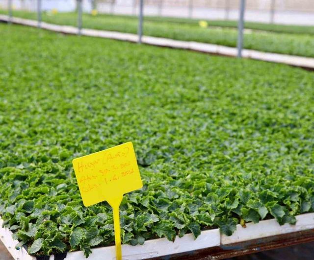 Ordu Büyükşehir Belediyesi 300 bin yazlık sebze fidesini dağıtıma hazırladı