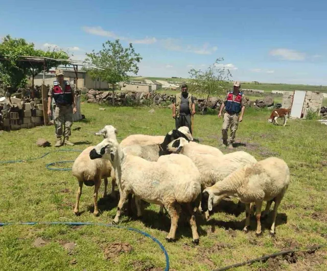 Şanlıurfa'da jandarma dronuyla kaybolan 9 kurbanlık bulundu