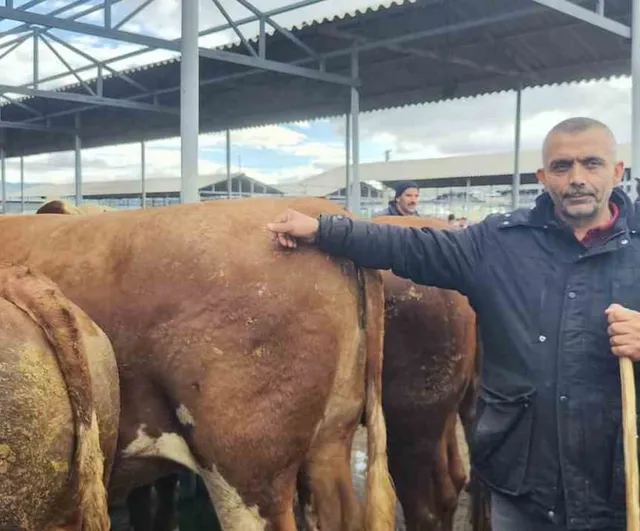 Şarkışla Hayvan Pazarı'nda Kurban Bayramı Öncesi Hareketlilik ve Pazarlıklar