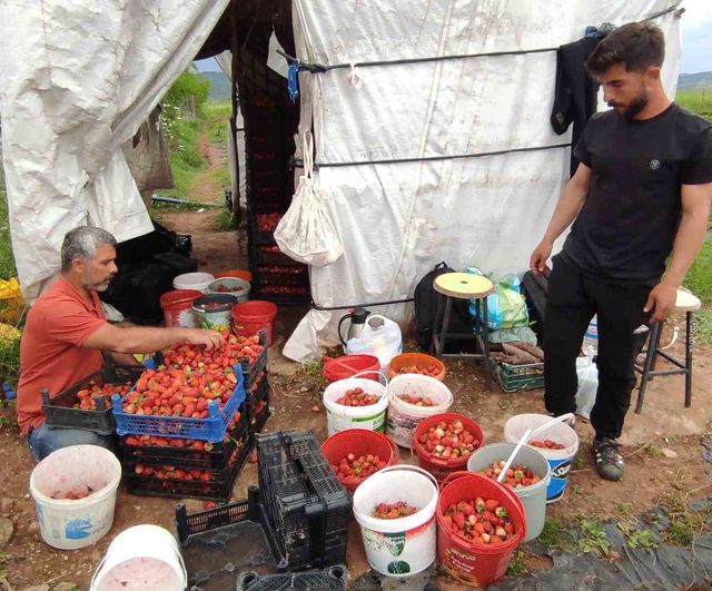 Sason'da organik çilek üreticileri yağış ve pazarlama sorunları nedeniyle destek talep ediyor