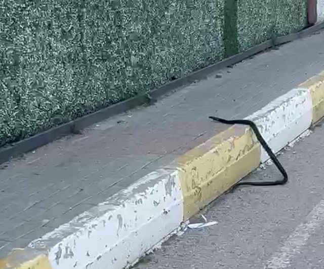 Şırnak'ta Aydınlıkevler Mahallesi'nde bir buçuk metrelik yılan dikey bahçede görüldü