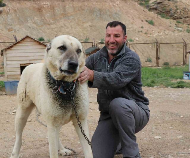 Sivas'ta değişken hava Kangal köpeklerinde tüy ve davranış değişikliklerine yol açtı