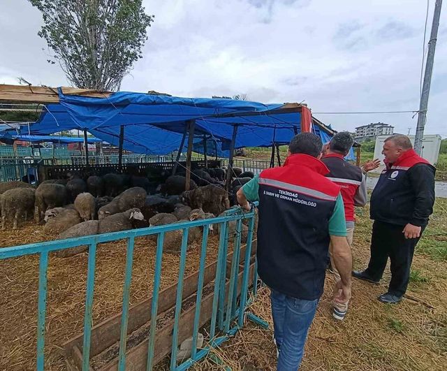 Tekirdağ'da Kurbanlık Satış Yerlerinde Artırılmış Denetimler