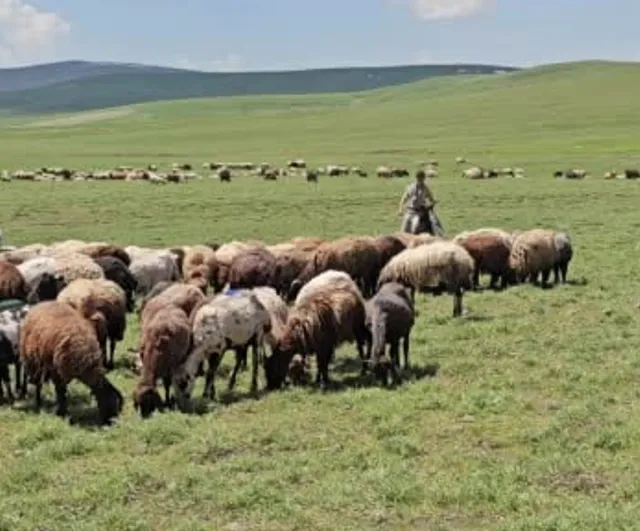 Adilcevaz'da yayla sezonu sürüyor