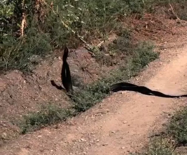 Akçadağ'da yol kenarında yılanların çiftleşme dansı kamerada
