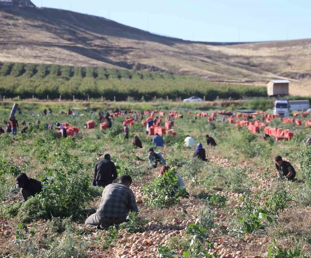 Amik Ovası'nda soğan hasadı sürüyor: Tarlada kilo fiyatı 30 TL'ye yükseldi, üretici memnun