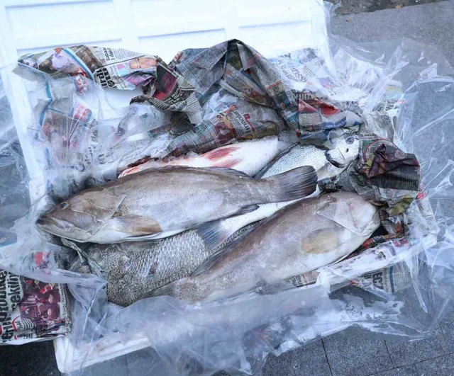 Antalya otogarı'nda balık operasyonu: 260 kilo ele geçirildi