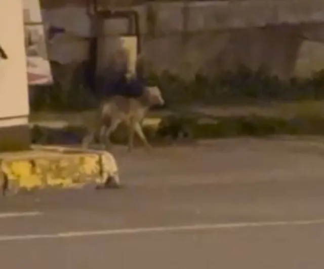 Ardahan'da gece şehre inen tilki kamerada