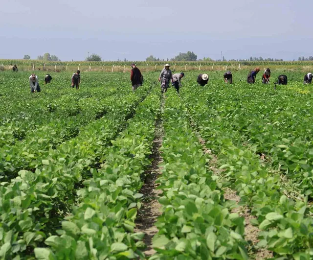 Arsuz’da 180 dekarda soya ekimi yapıldı