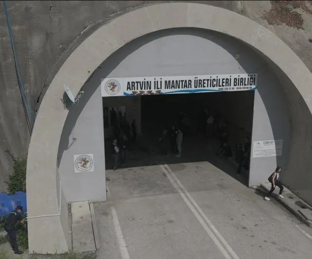 Artvin'de Oruçlu Tüneli istiridye mantarı üretim tesisine dönüştürüldü — İlk hasat gerçekleştirildi