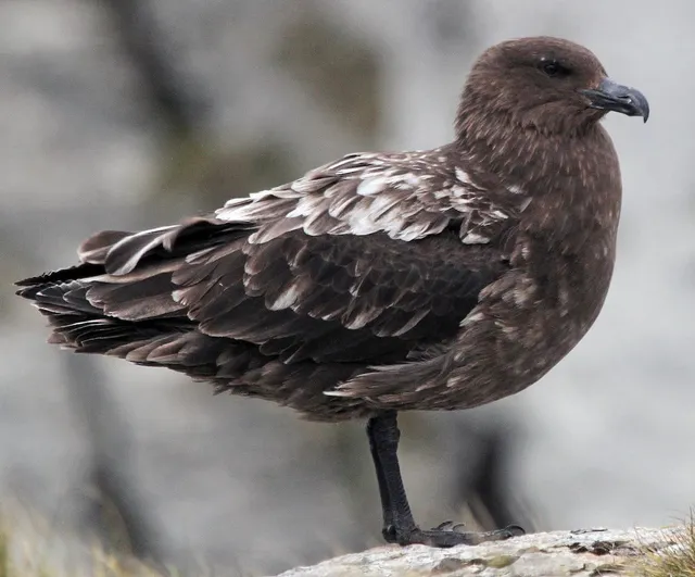 Avustralya ana karasında şüpheli ilk H5N1 kuş gribi vakası