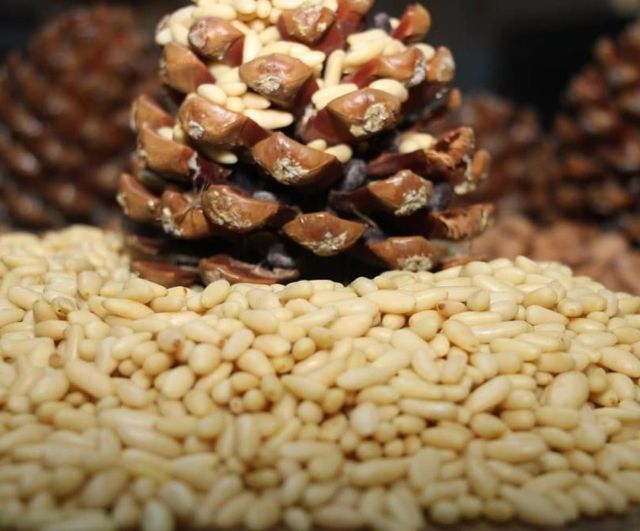Aydın çam fıstığı kilogramda 3 bin 550 TL'ye yükseldi