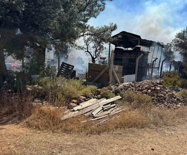 Ayvalık’ta çiftlik yangını ormana sıçradı