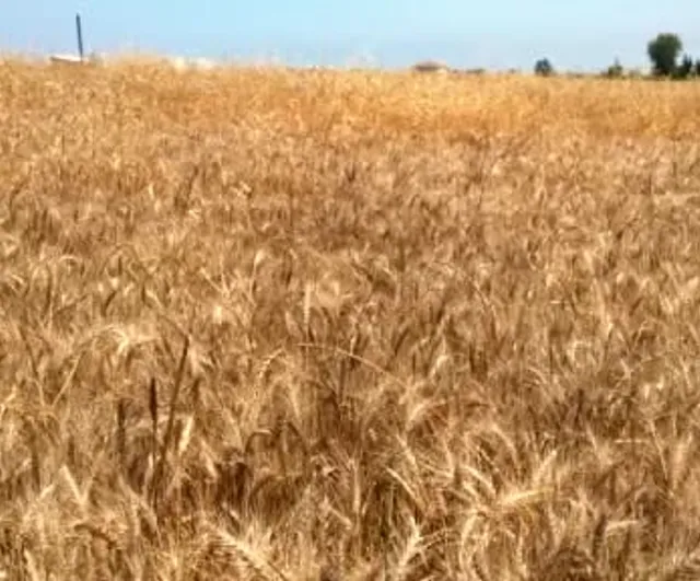 Bafra Ovası’nda buğday ve arpa hasadı başladı