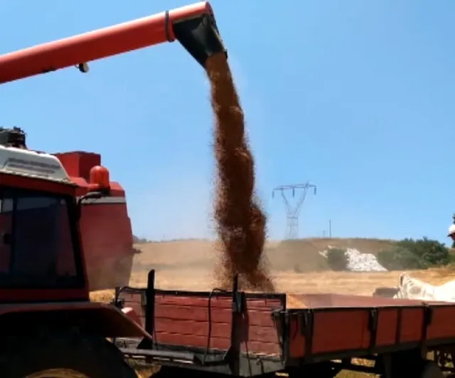 Bafra Ovası'nda buğday ve arpa hasadı başladı