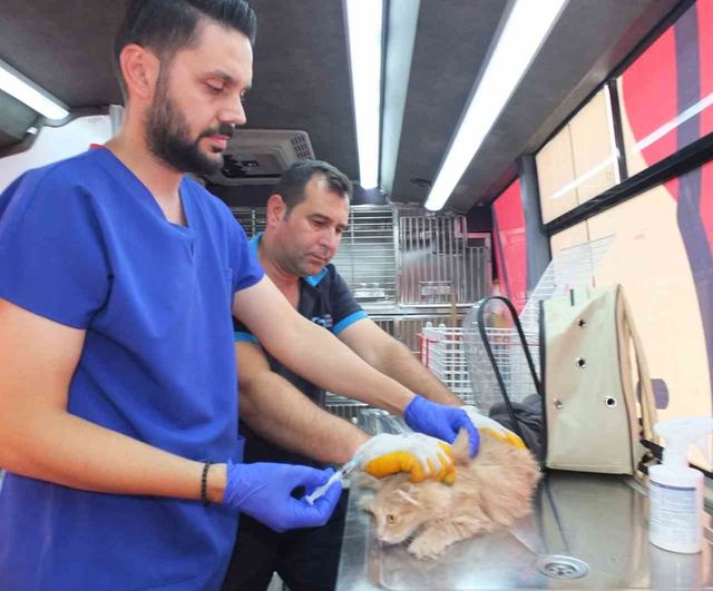 Balıkesir’de Can Dost 18 bin sokak hayvanına sağlık hizmeti verdi