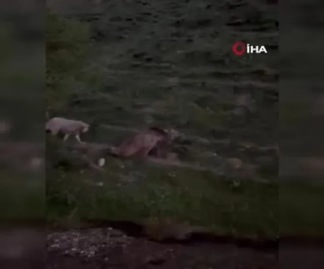 Bayburt'ta yaralı halde görülen bozayı ölü bulundu
