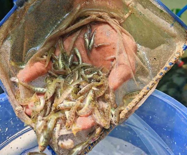 Bayramiç'te Ayazma Deresi'ne 50 bin kırmızı benekli alabalık yavrusu salındı