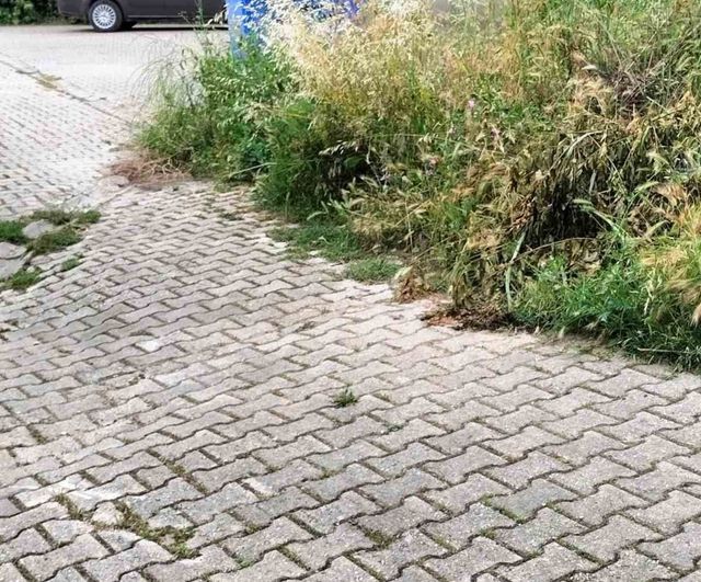 Bilecik’te bazı kaldırımlar otlarla kaplandı, vatandaşlar yürümekte güçlük çekiyor