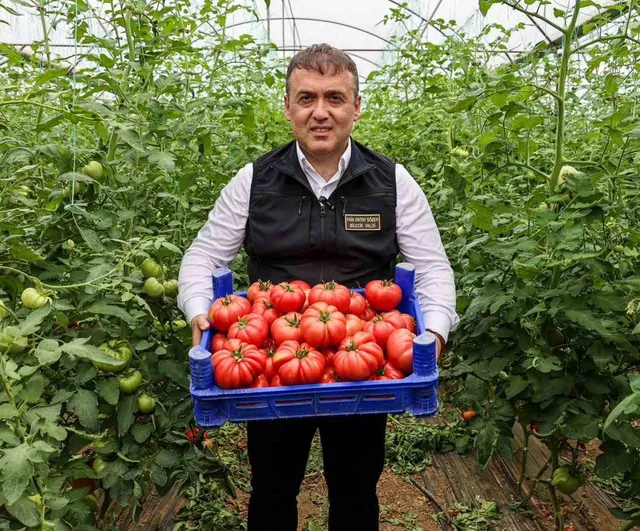 Bilecik’te örtü altı domates hasadı başladı