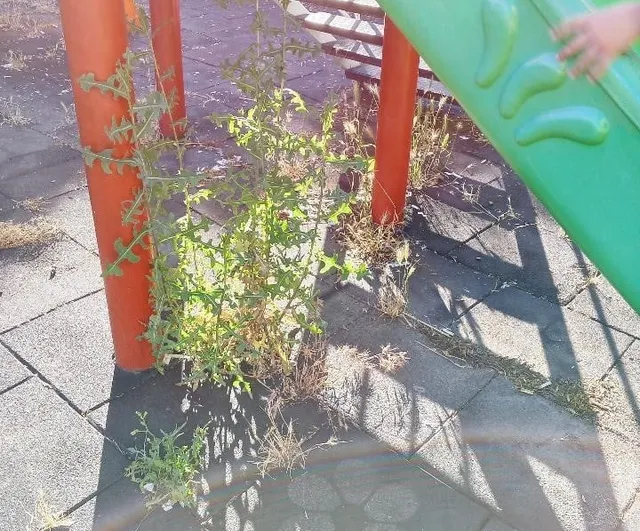 Bilecik'te otluk alana dönen çocuk parkı bakım bekliyor