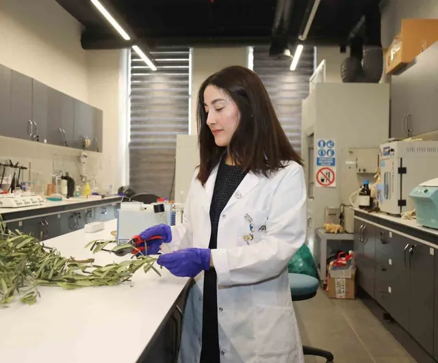 BTÜ, zeytin budama atıklarını 'akıllı hidrojel'e dönüştürüyor