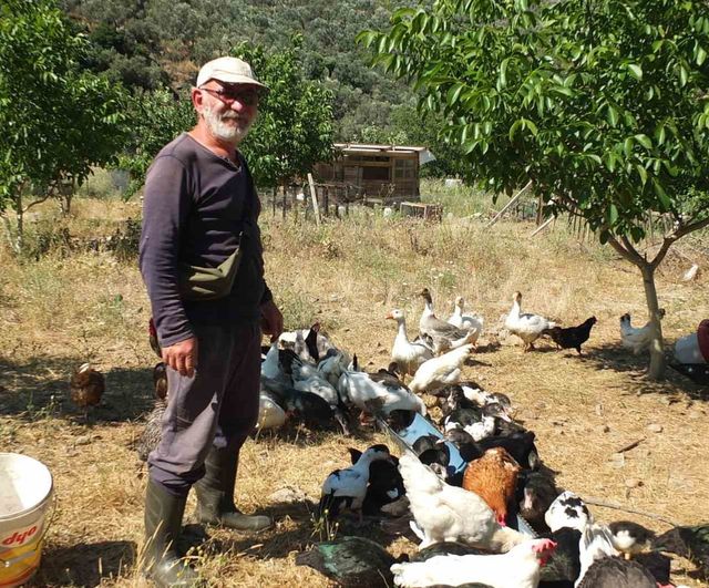 Burhaniye'de emekli muhasebeci Bayram Yaman, 7 dekarlık çiftlikte Osmanlı çileği ve yumurta üretimi yapıyor