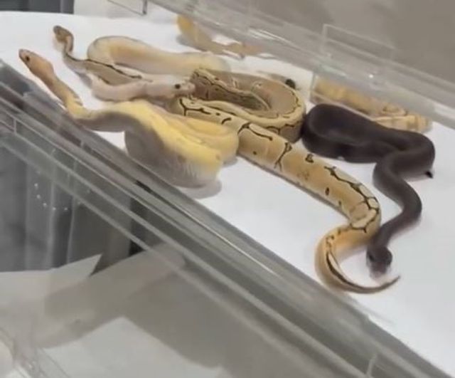 Çatalca'da izinsiz yılan beslenen eve operasyon: 18 piton, 21 Mısır ve 3 king el konuldu