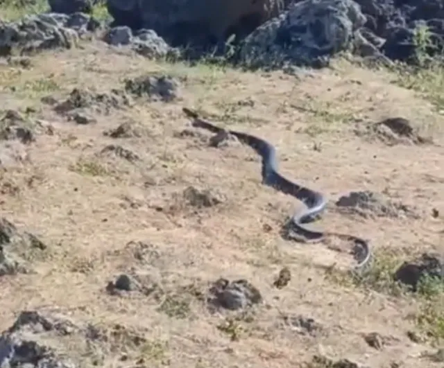 Diyarbakır’da yaklaşık 3 metre uzunluğunda yılan görüntülendi