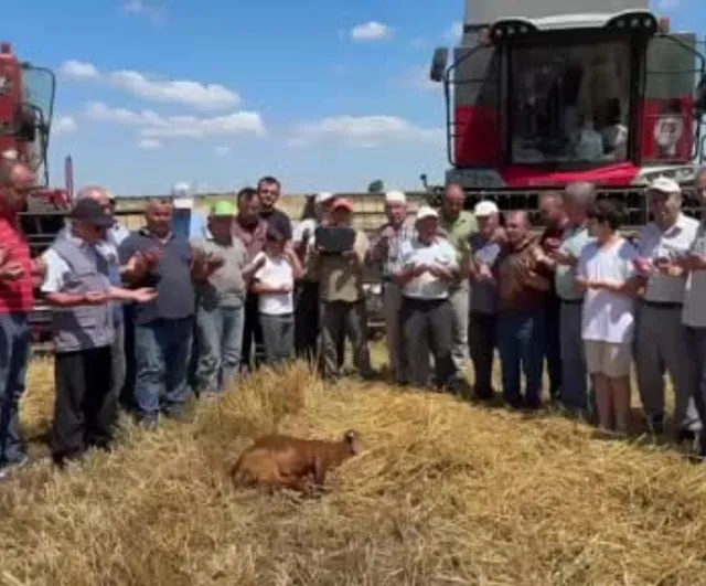 Edirne'nin Kavaklı köyünde 2026 buğday hasadı dualarla başladı