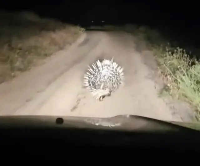 Elazığ’da oklu kirpi görüntülendi
