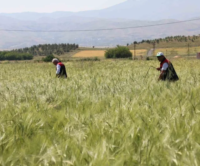 Elazığ'da Süne Nimf Sürveyi ve CBS Referans Parsel Tespit Çalışmaları Sahada Değerlendirildi