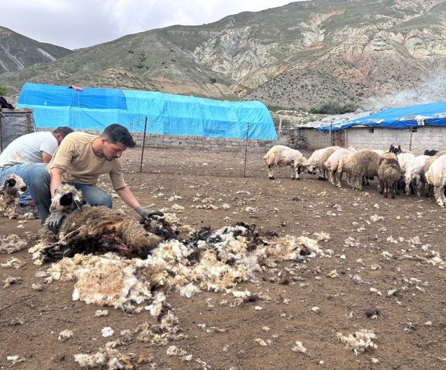 Erzincan yaylalarında kırkım mesaisi: üreticiler kuzuların rahatlaması ve verim artışı hedefliyor