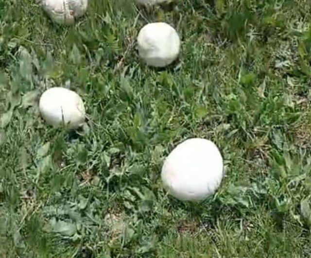 Erzurum Aziziye’de Sağanak Sonrası Mantar Bereketi: 45 Dakikada Poşetler Doldu