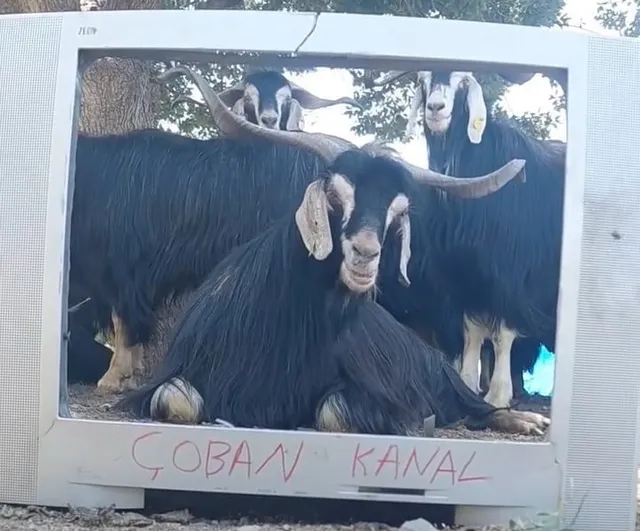 Fenomen çobanın keçisine seslendirme yaptığı video beğeni topladı