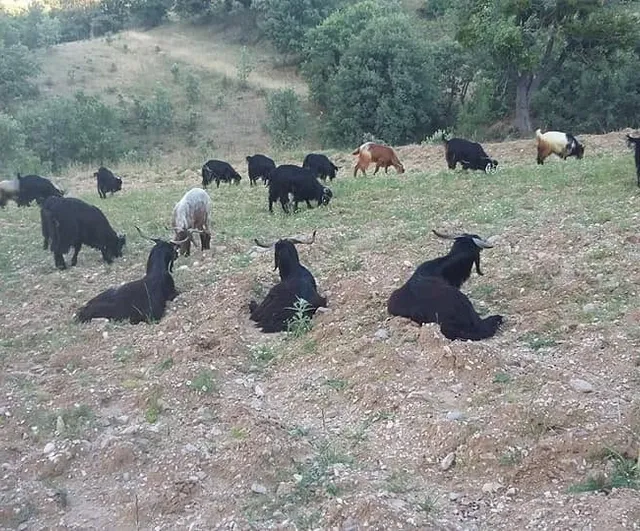 Gediz Akdağ'da Yörüklerin Geleneksel Yayla Göçü Başladı
