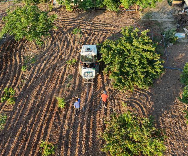 Gercüş’te bağlarda külleme mücadelesi: üreticiler ilaçlama çalışmalarını sürdürüyor