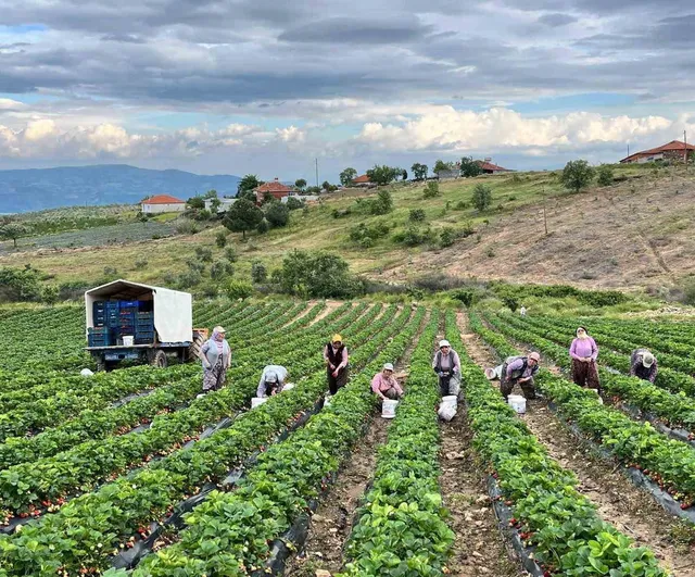 Gökeyüp'ün organik çileği doğal aromasıyla ilgi çekiyor
