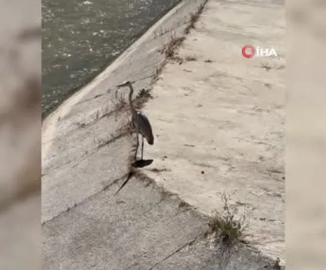 Gri balıkçıl ile martı aynı karede av bekledi