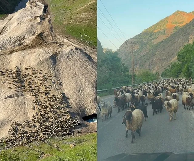 Hakkari'de yayla sezonu gecikti: Küçükbaş yetiştiricileri yağışlar nedeniyle erteledi
