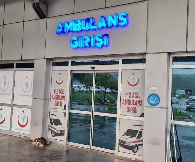 Ihlamur ağacından düşen kadın yaralandı