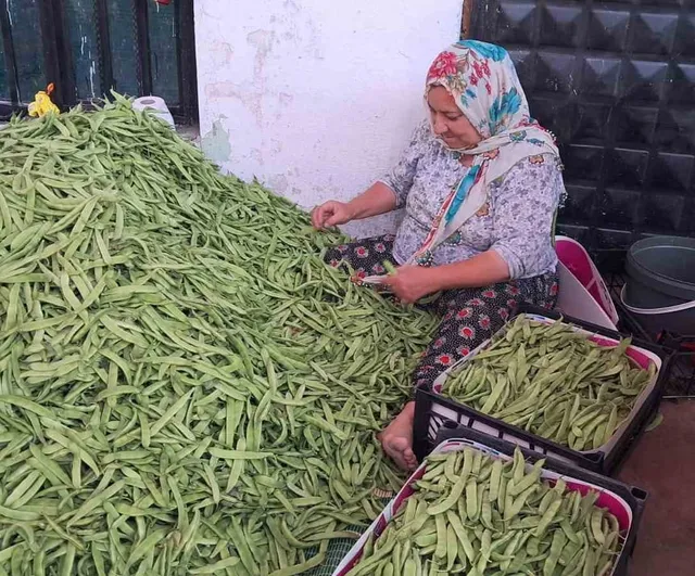 İznik’te Nazende fasulyesinde ilk hasat başladı — Üreticiler fiyatlardan memnun