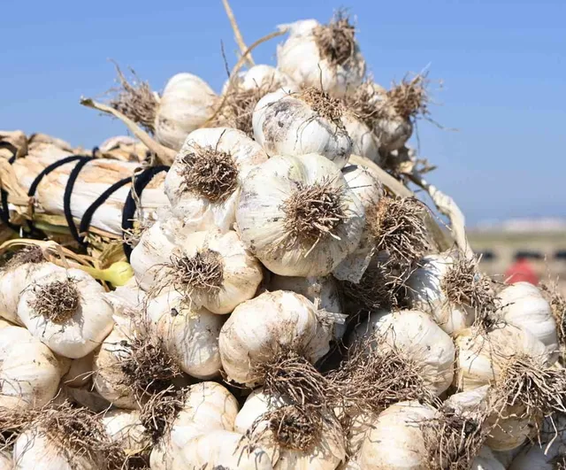 Kahramanmaraş’ta Pazarcık Sarımsağı hasadı: Yılda 17 bin ton üretim